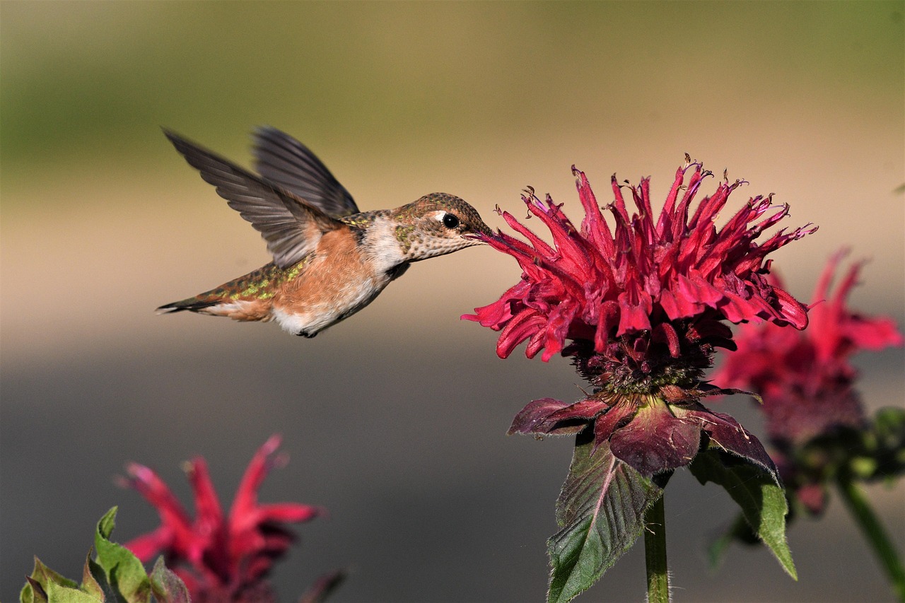 Nestelende vogels in vogelkwartet tuin in voorjaar